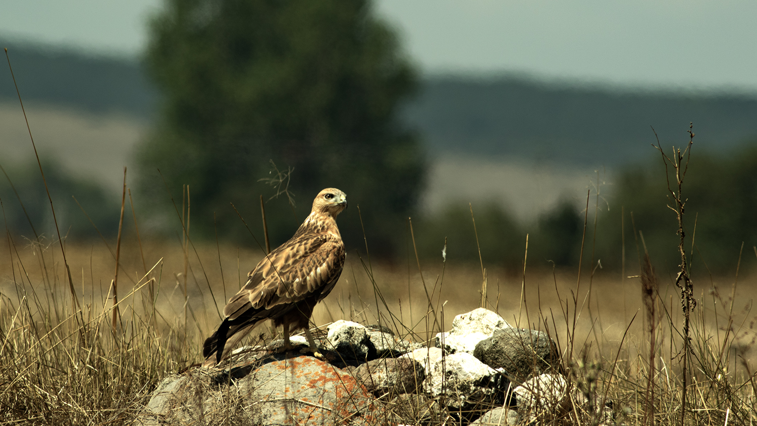 Long-legged Buzzard